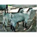 Goat Kids photo sculptures