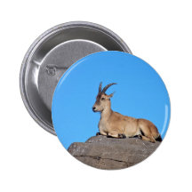 goat nap pinback buttons