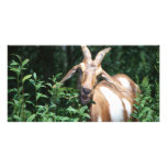 Goat photo cards