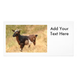 Goat Picture Custom Photo Card