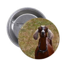 Goat Pinback Buttons