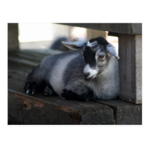 Goat Postcard