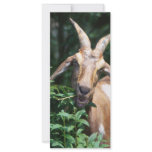 Goat rack cards