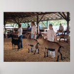 Goat Show-Warren County A&L Fair posters