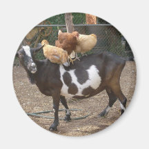 Goat taxi fridge magnets