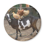 Goat taxi fridge magnets
