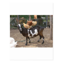 Goat taxi postcard