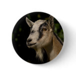 Goat Watching Pinback Button