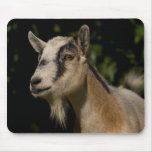 Goat Watching Mouse Pad mousepads