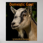 Goat Watching Poster posters