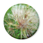Goat's Beard magnets