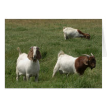 Goats Cards