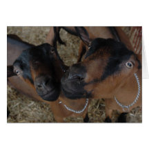 goats greeting card