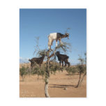 Goats in Argan tree postcards