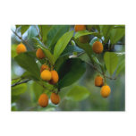 Goetzea Elegans Fruit Postcards