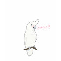 Goffin Cockatoo: Snacks?! t-shirts