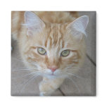 Going for a walk fridge magnet