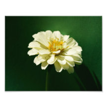 Going Green 11 x 8.5 Photographic Print