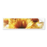 Gold and Brown Chrysanthemums 1