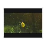 Gold and Green Aquatic Snail Postcards