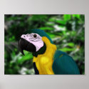 Gold & Blue Macaw posters