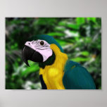 Gold & Blue Macaw posters