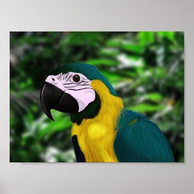 Gold & Blue Macaw Print by Yoshis_art