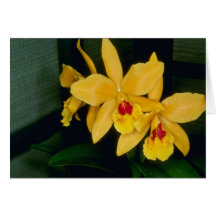 Gold Digger (Laeliocattelaya) flowers Card