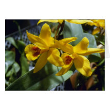 Gold Digger (Laeliocattleya) flowers Card
