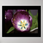 "Gold Dust" Purple Tulip Photography Print