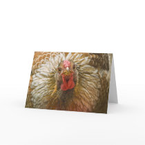 Gold-Laced Wyandotte Hen