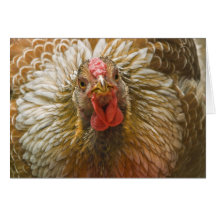 Gold-Laced Wyandotte Hen Card