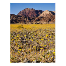 Gold Rush Post Cards