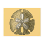 Gold Sand Dollar Postcards