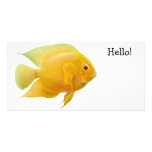 Gold Severum Cichlid Photo Card photo cards