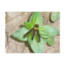 Gold Snipe Fly Postcard
