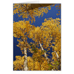 Golden Aspens Card