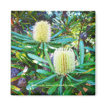 Golden Banksias - Magnet