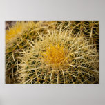 Golden Barrel Cacti Close Up Posters