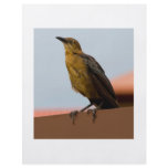 Golden Bird flyer
