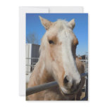 Golden Blonde Palomino Pony - Horse Lover invitations