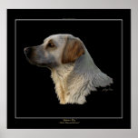 GOLDEN BOY (Lab\Retriever) Art Poster posters