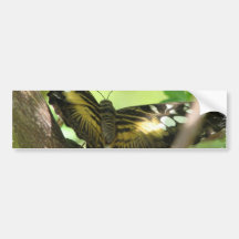 Golden Butterfly Bumper Sticker