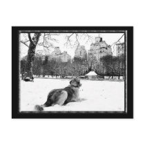 Golden by Conservatory Water-Central Park Postcard