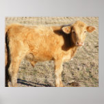 Golden Calf 1 Print