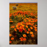 Golden California Poppies Poster