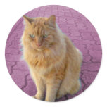 Golden Cat stickers