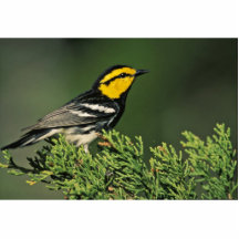 Golden-Cheeked Warbler Photo Sculpture