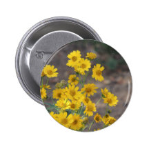 Golden crownbeard buttons