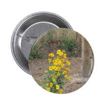 Golden crownbeard pinback buttons